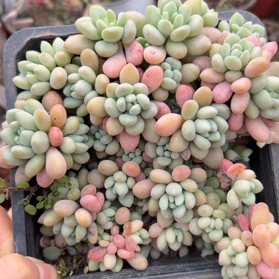 多肉植物植物营养液