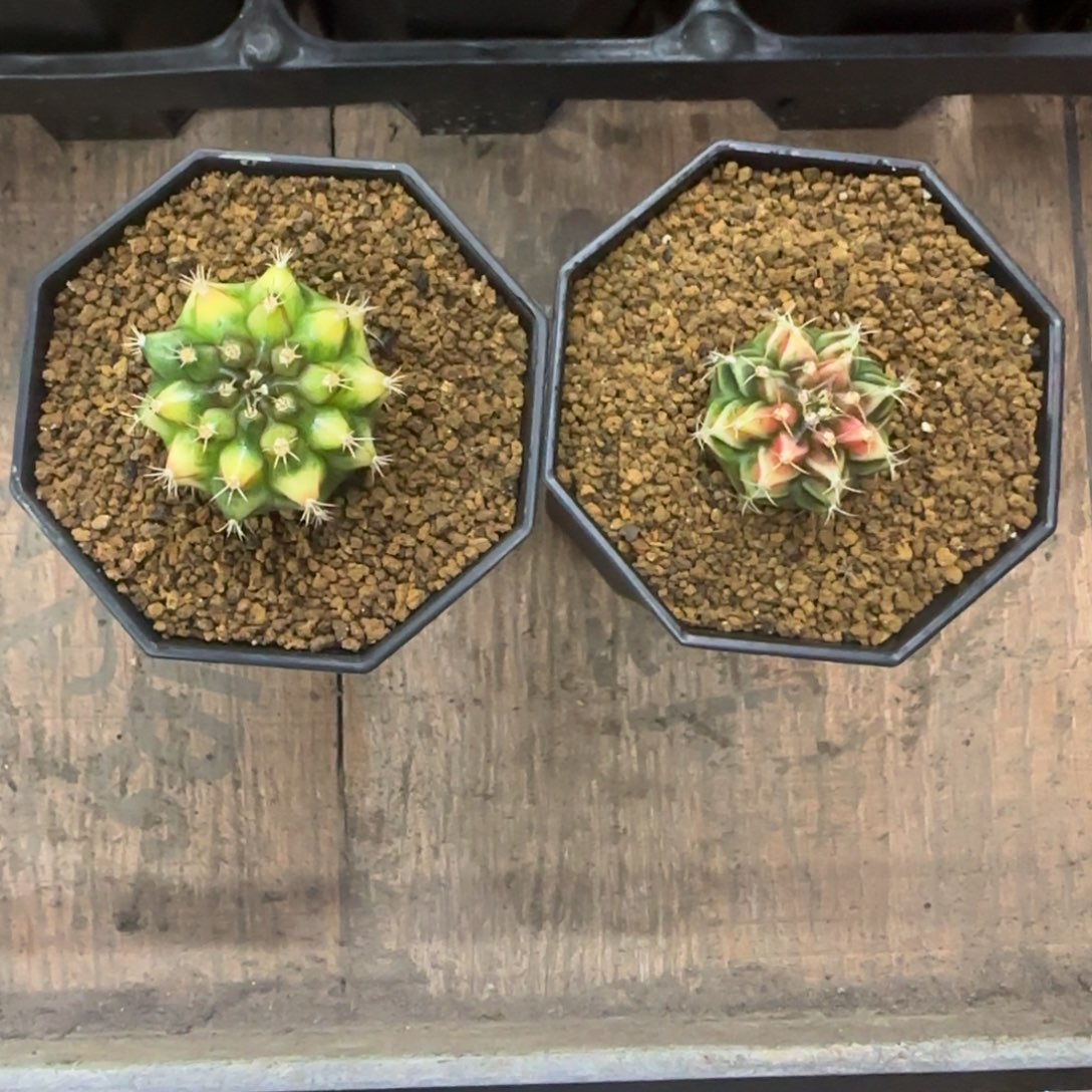 我***啊拿玻璃➕桃子两个50米