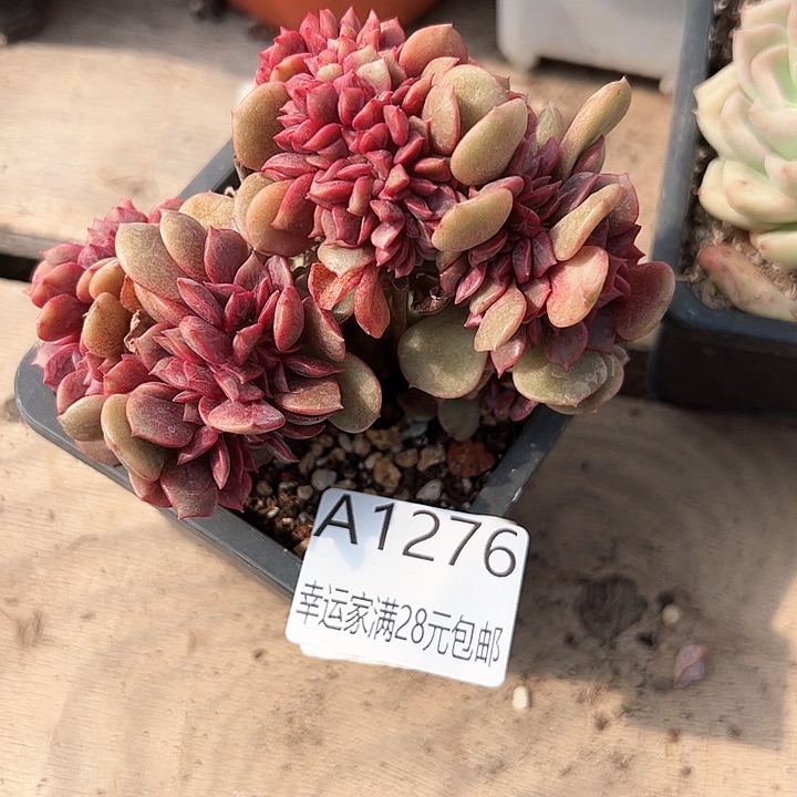 幸运的是我的朋友们