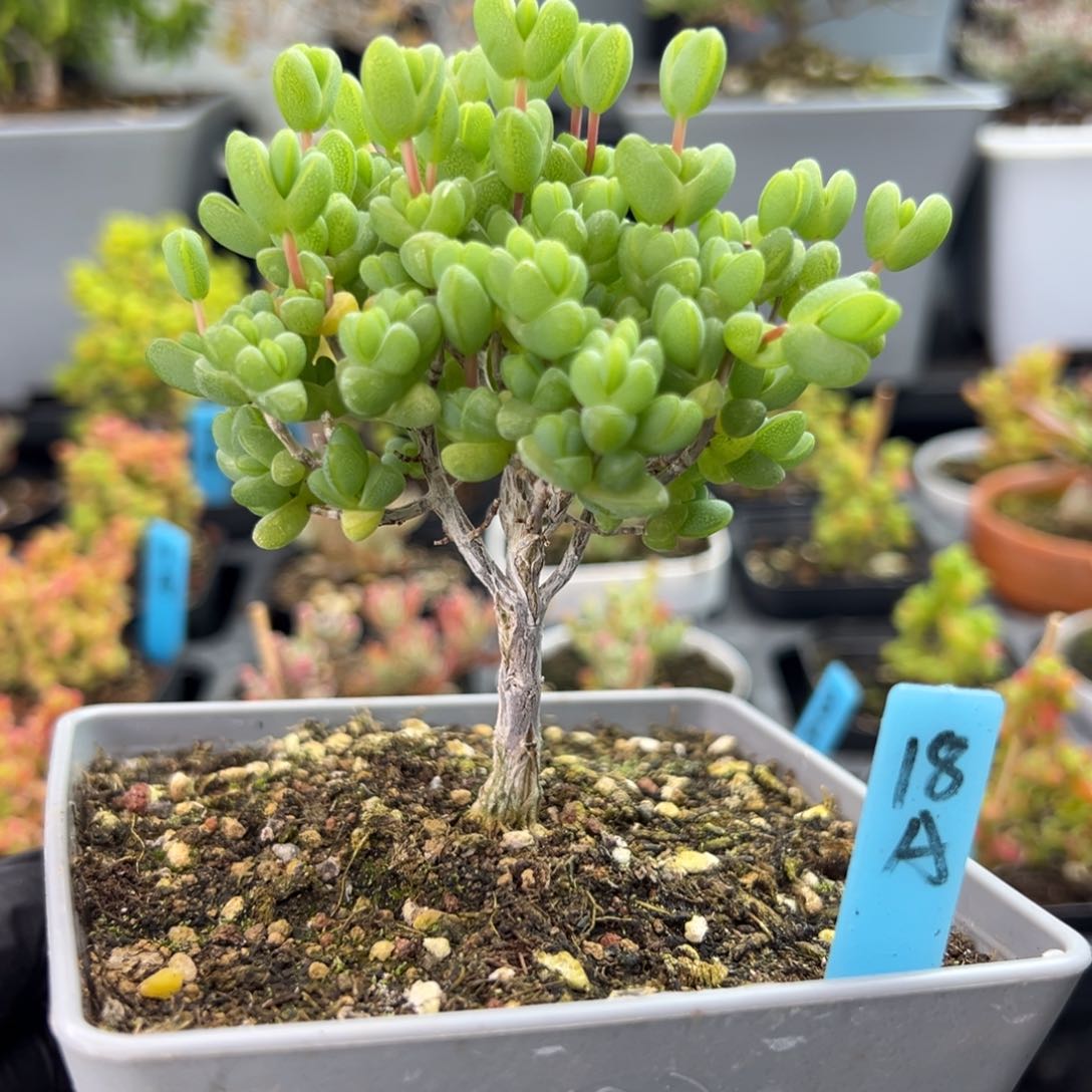 老桩元宝小树款18号