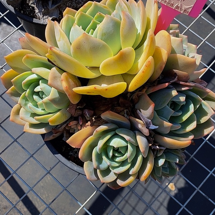 094凤橙肉肉肉肉肉肉