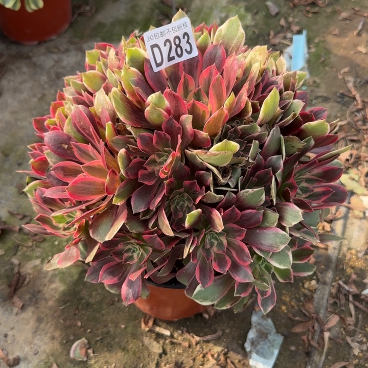 浣纱……多肉植物……