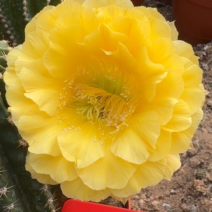 1186 大颗彩草 原盆土发