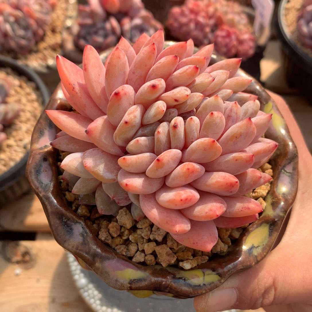 雪天使缀化（7.5cm）十九号多肉铺