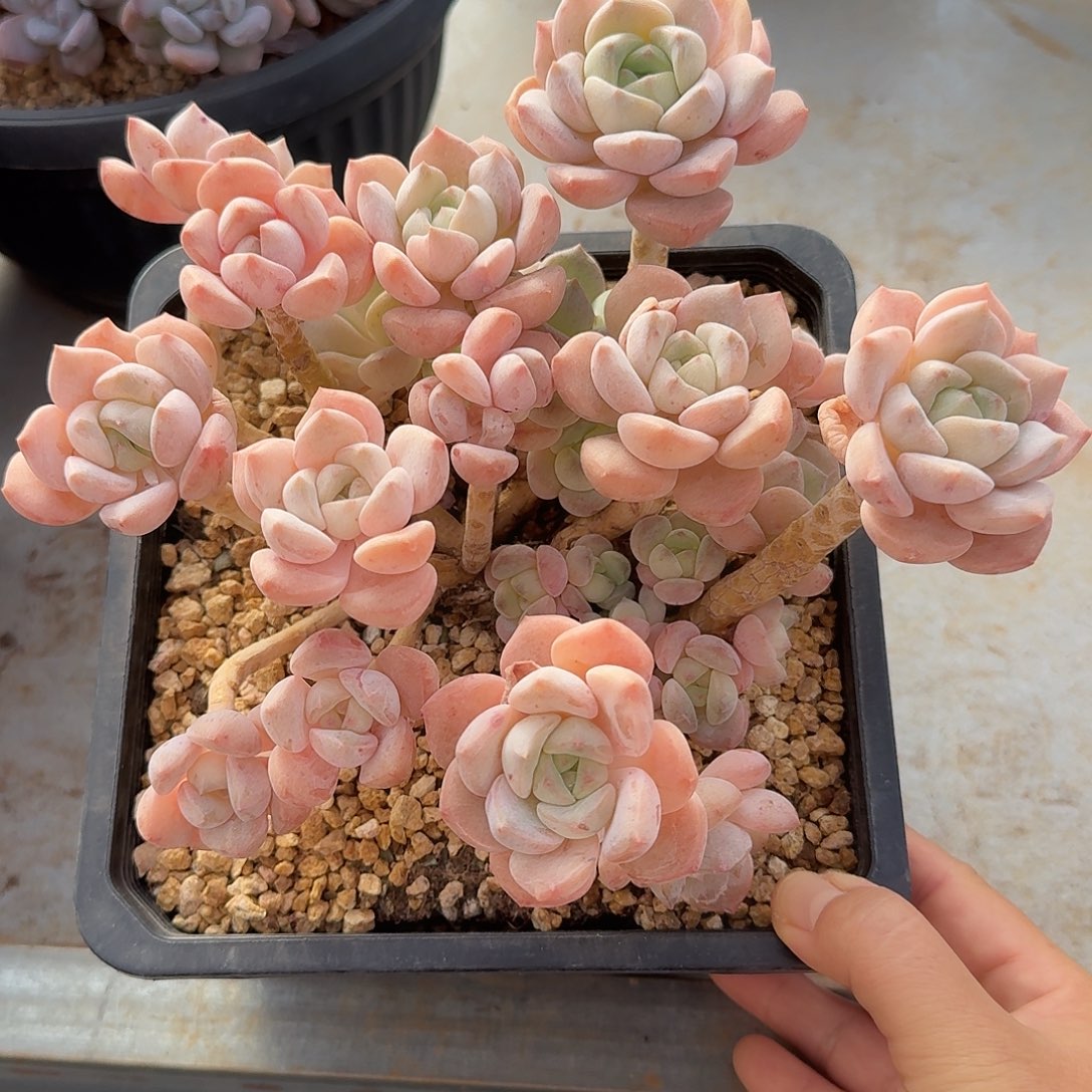 麦芽糖整无砍老桩群生