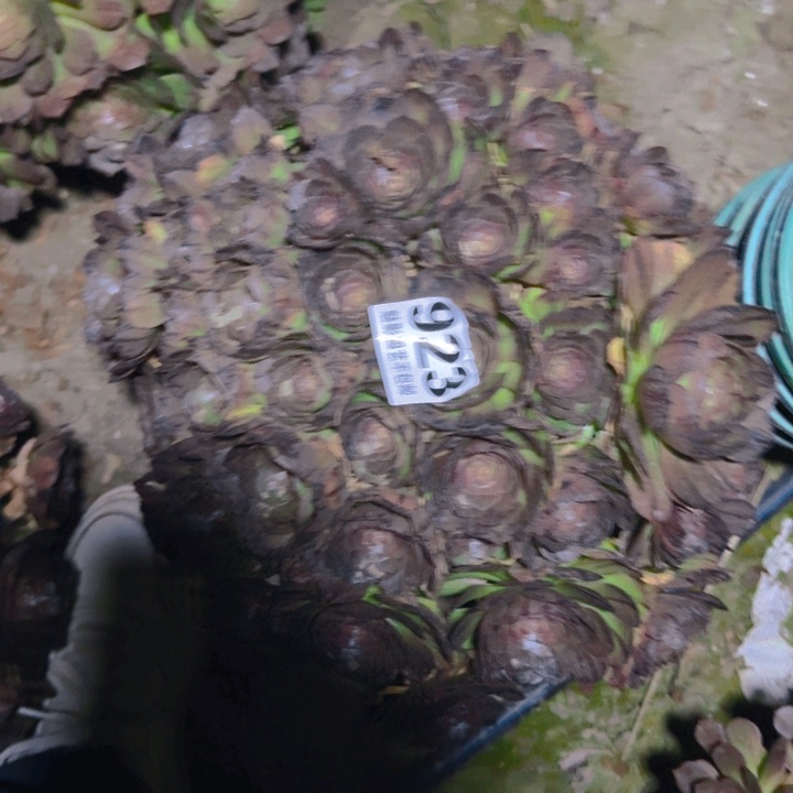 拉丝花27-40包邮花花