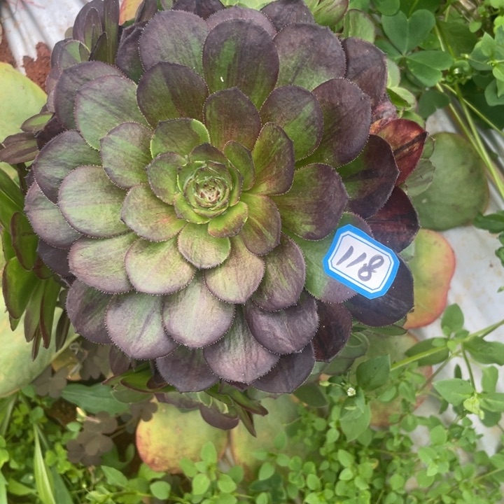 118嫁接花月夜法师锦锦