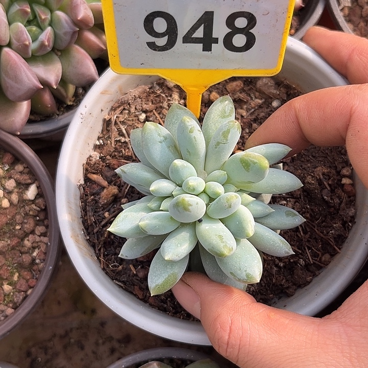 多肉植物胖体哥特缀948