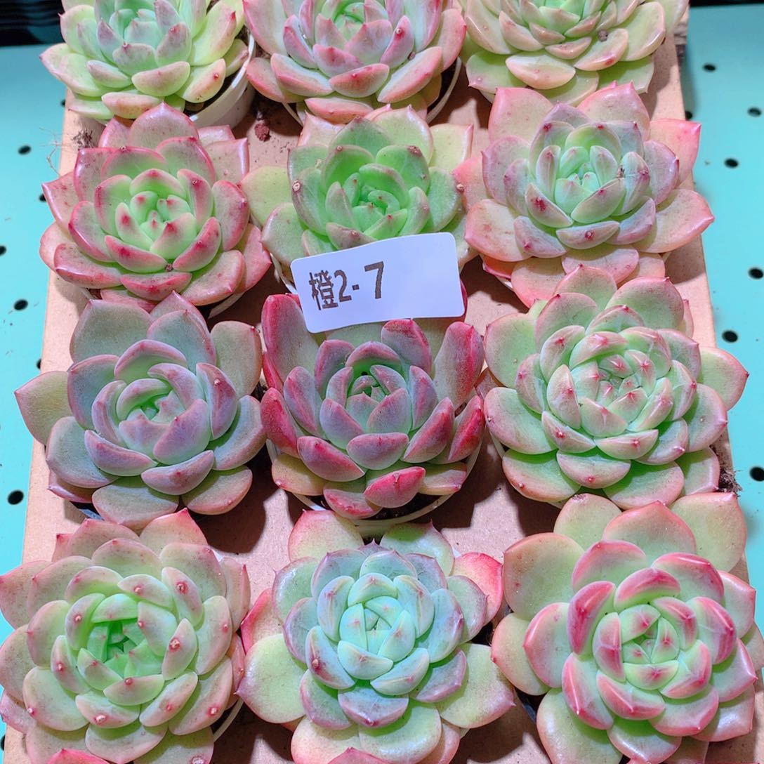 2-7一物一拍多肉带盆18颗