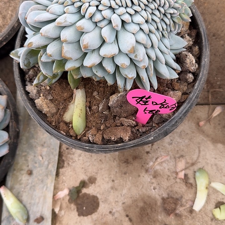 无花朵娃*哈一物一拍星影缀化