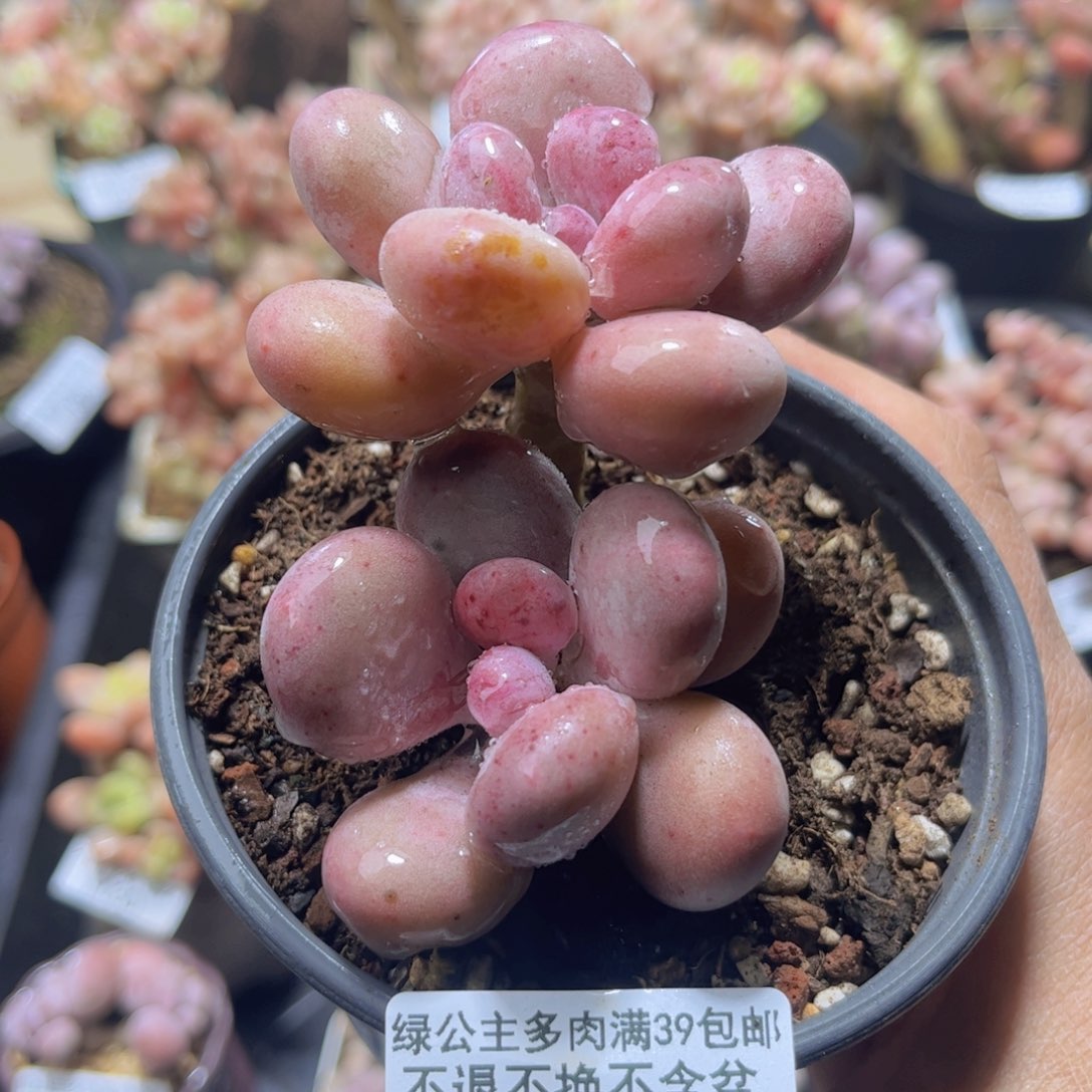 223双头彩虹奶7cm多肉