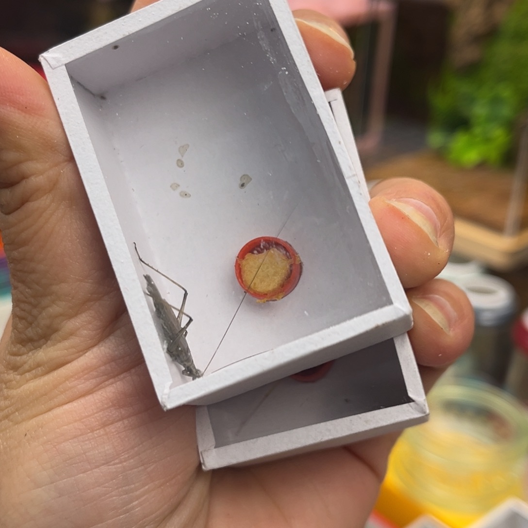 紫竹加中长柬竹哈哈