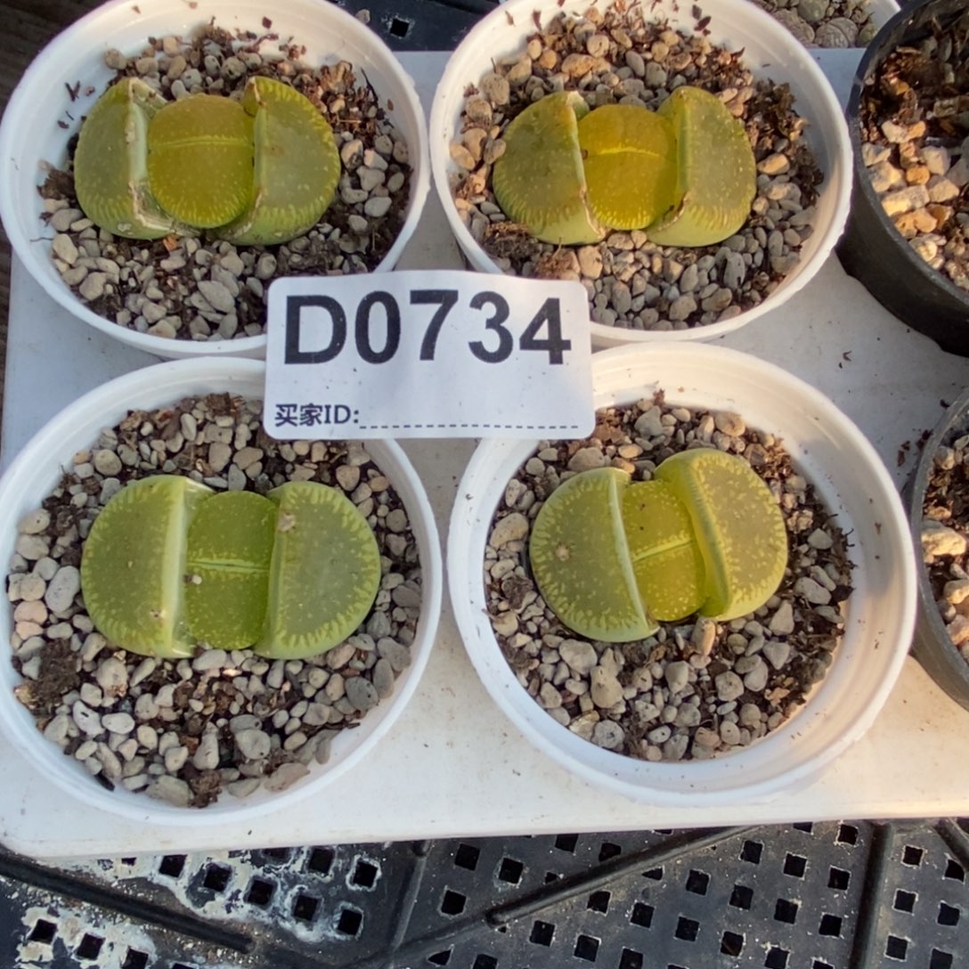 0734 直播间一物一拍