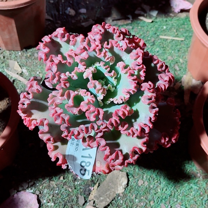 李***月女王花粒多肉185号