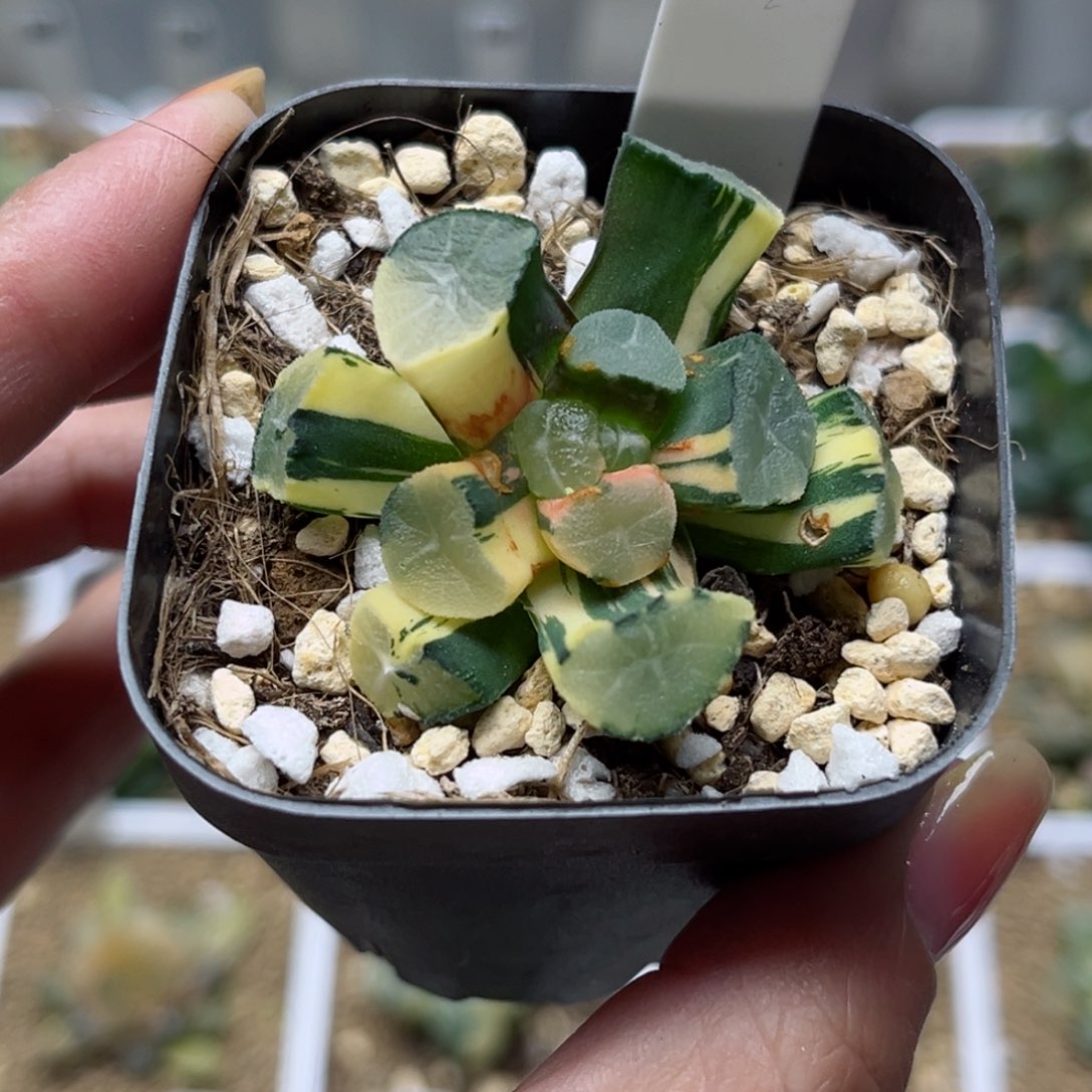 187玉龙万象锦哈哈哈哈哈哈