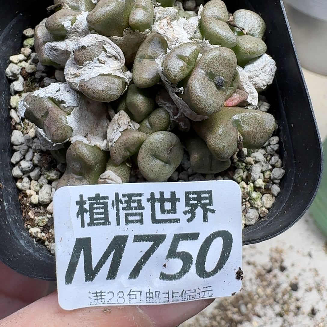 多肉植物的人生rgnn