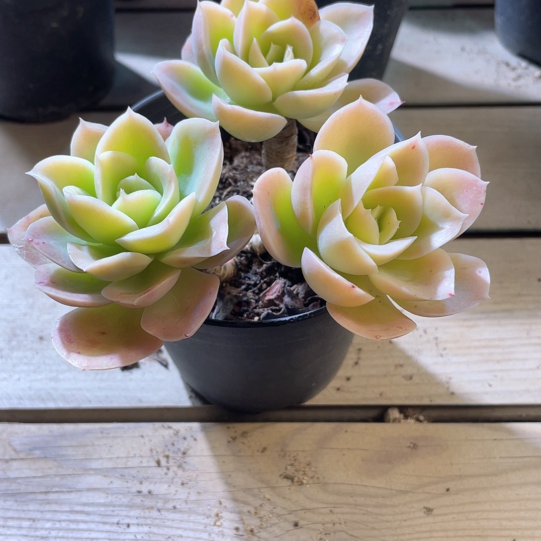 1306  星娜塔 六月六