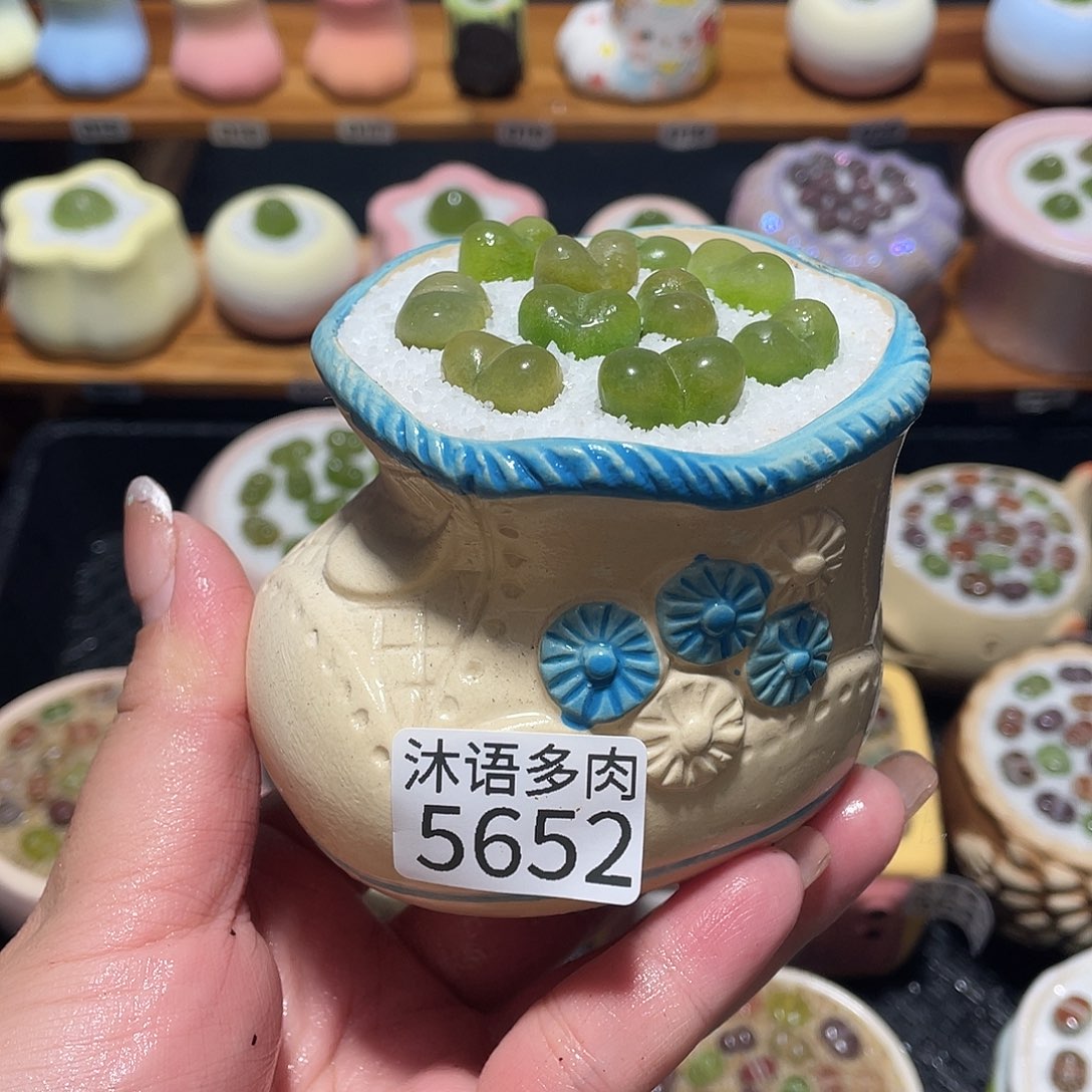 带盆土植物 一物一拍5652