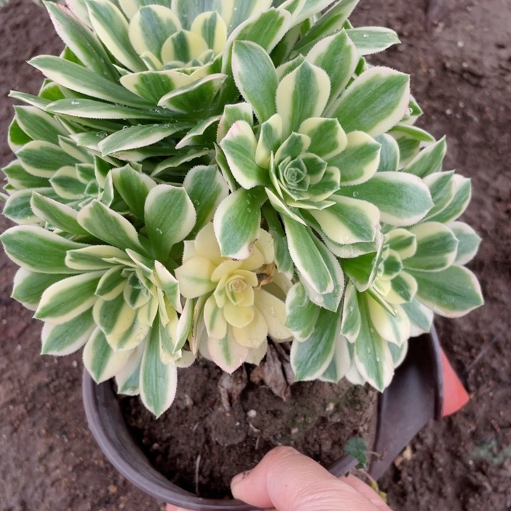 ⁵****305迈巴赫多肉12345675