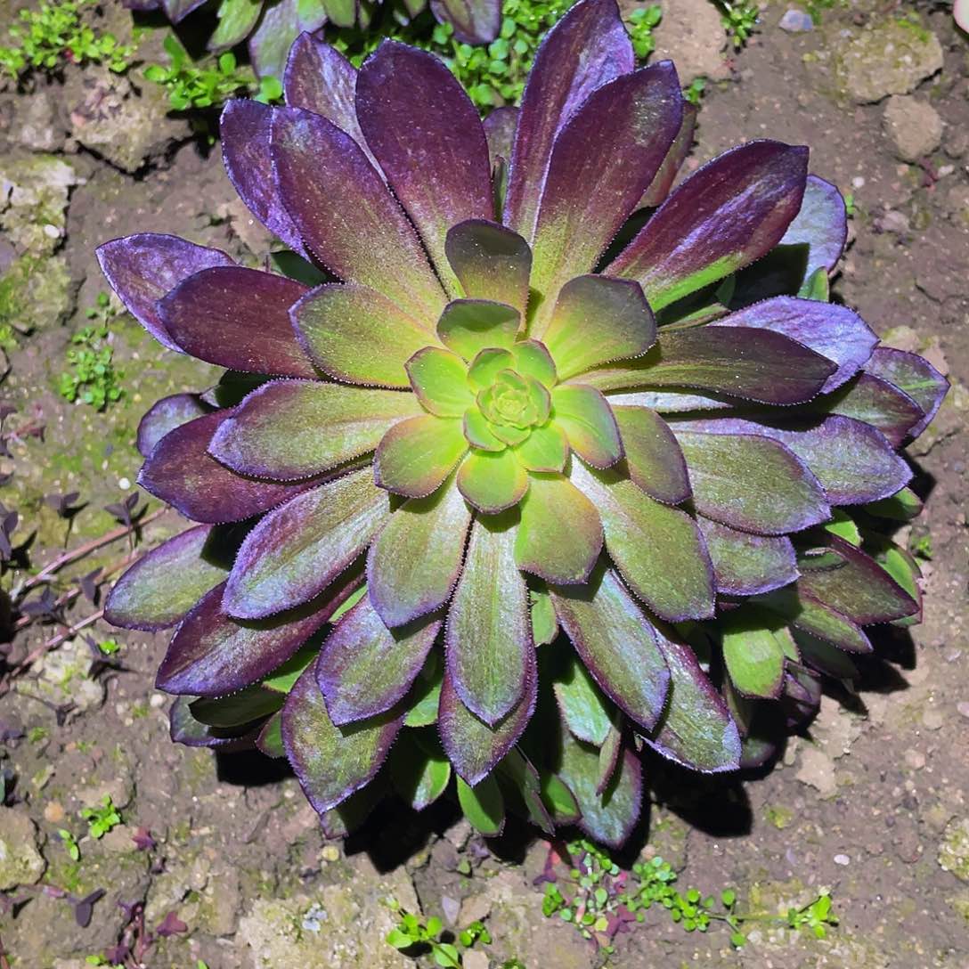 3141花无缺多肉植物