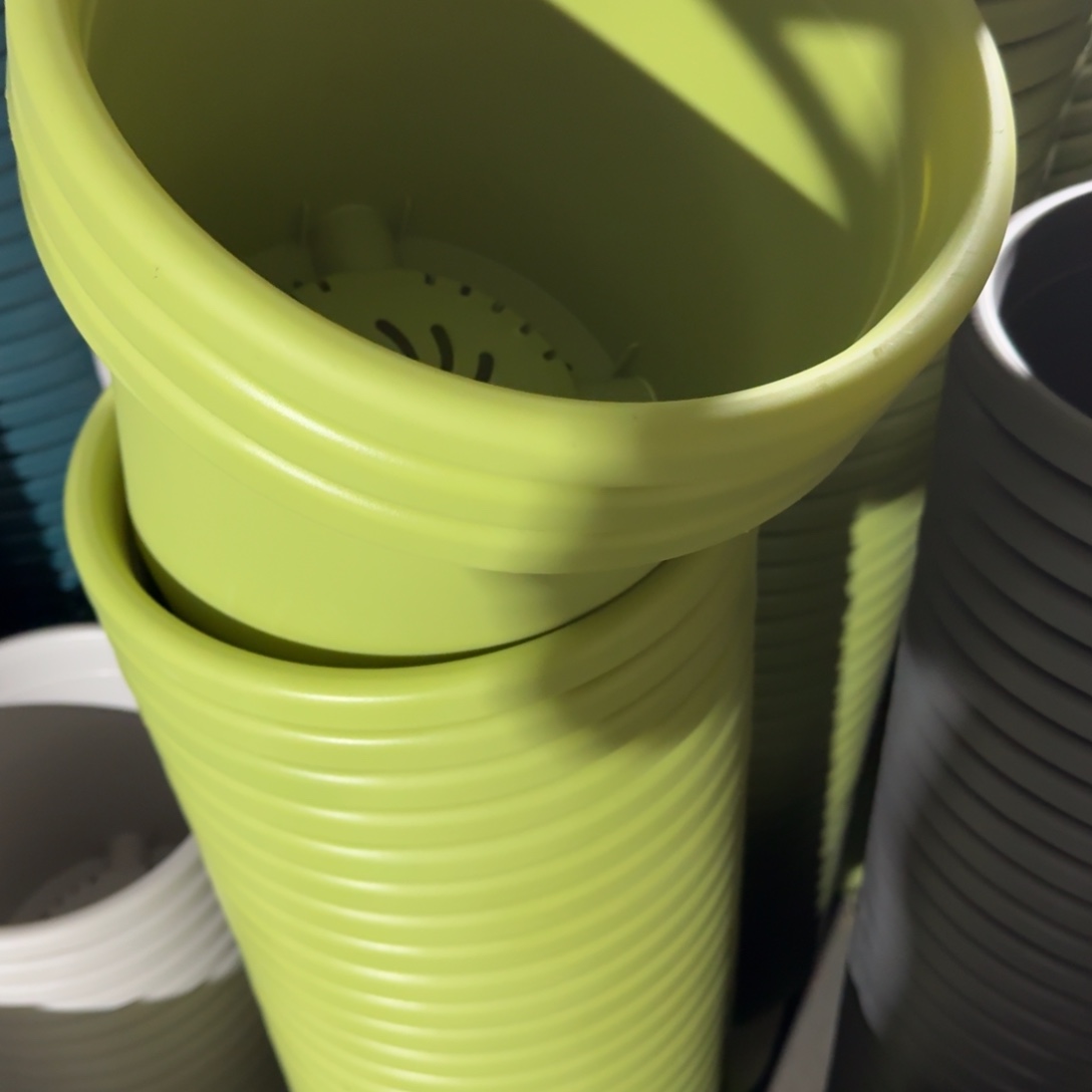 四季5号10果绿色的