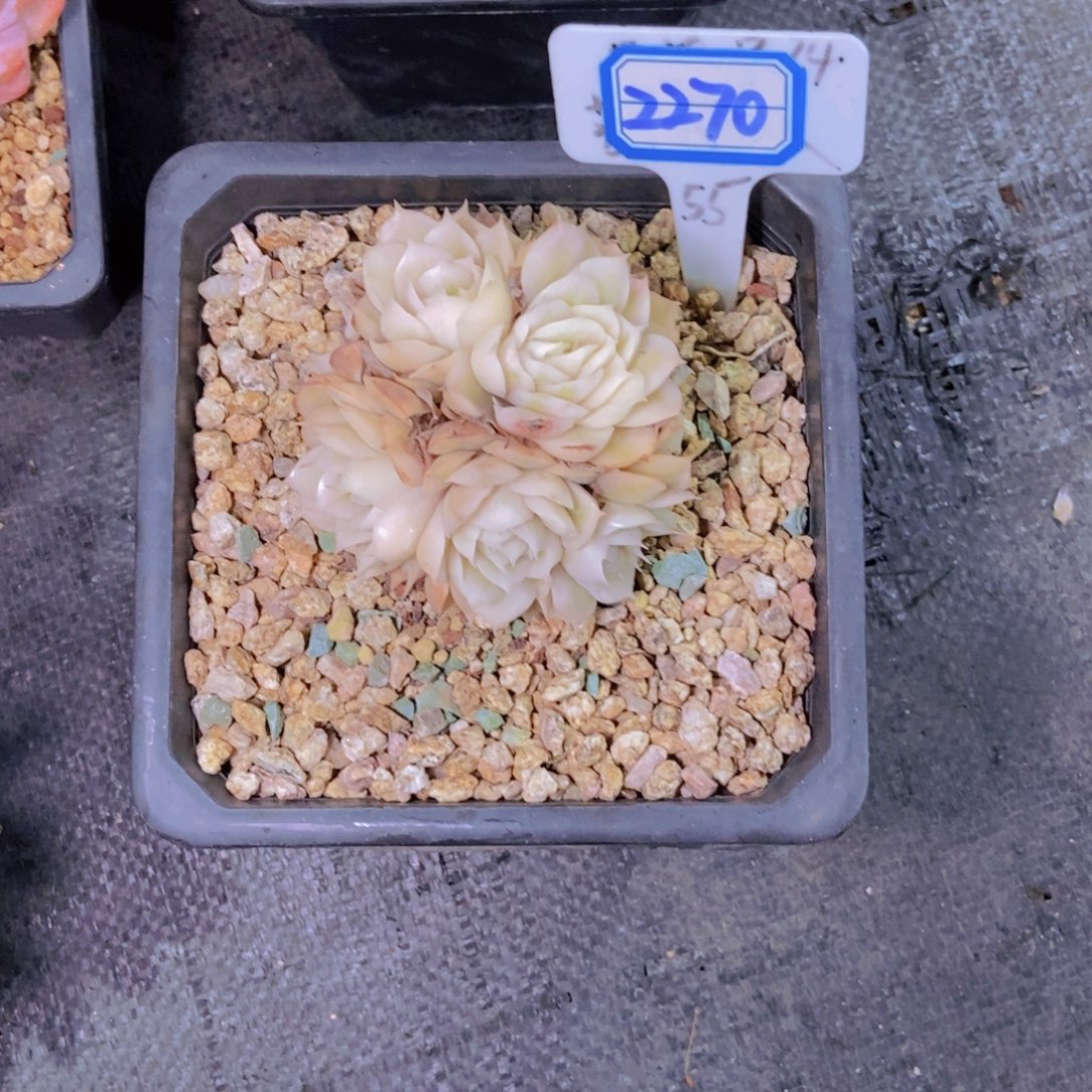 娜***子2270昂斯诺锦一颗