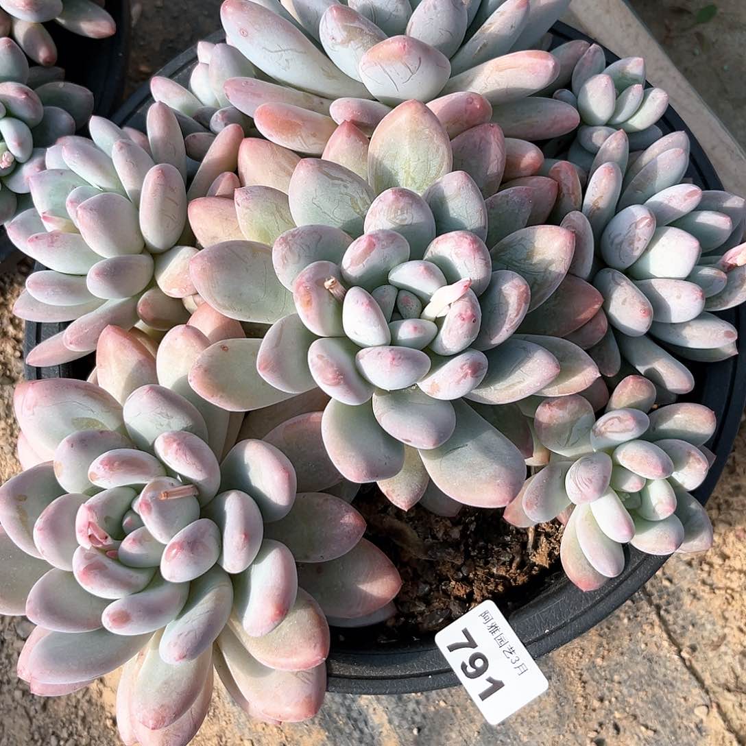 阿雅园艺。     791