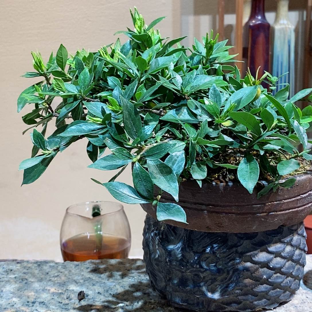 无花朵栗*栀子花