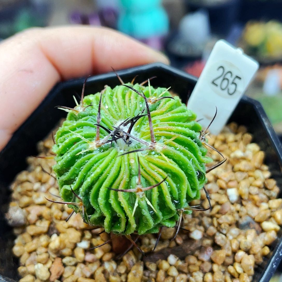 非偏远地区满25包邮仙人球