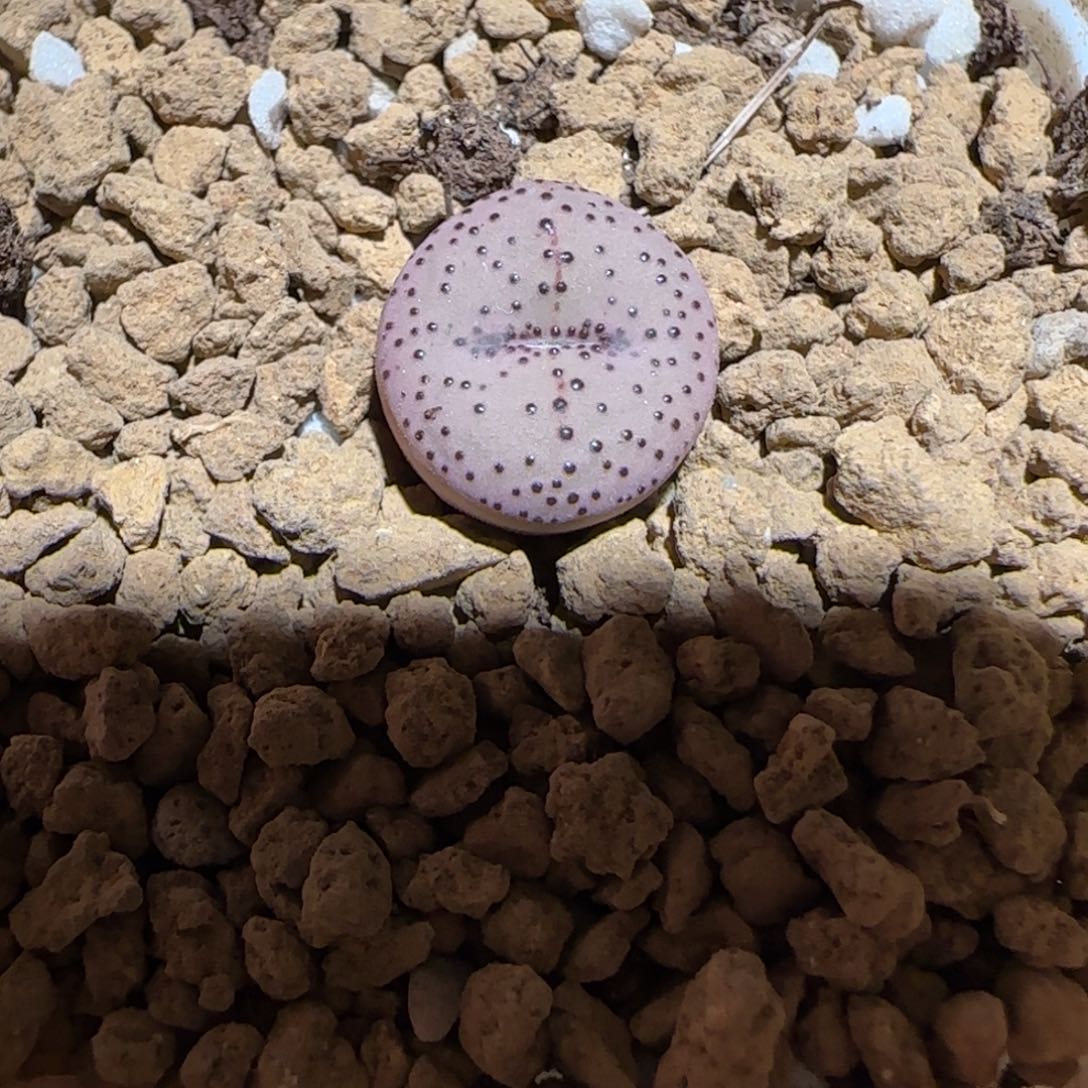 肉锥多肉植物组合-火龙果安贞931