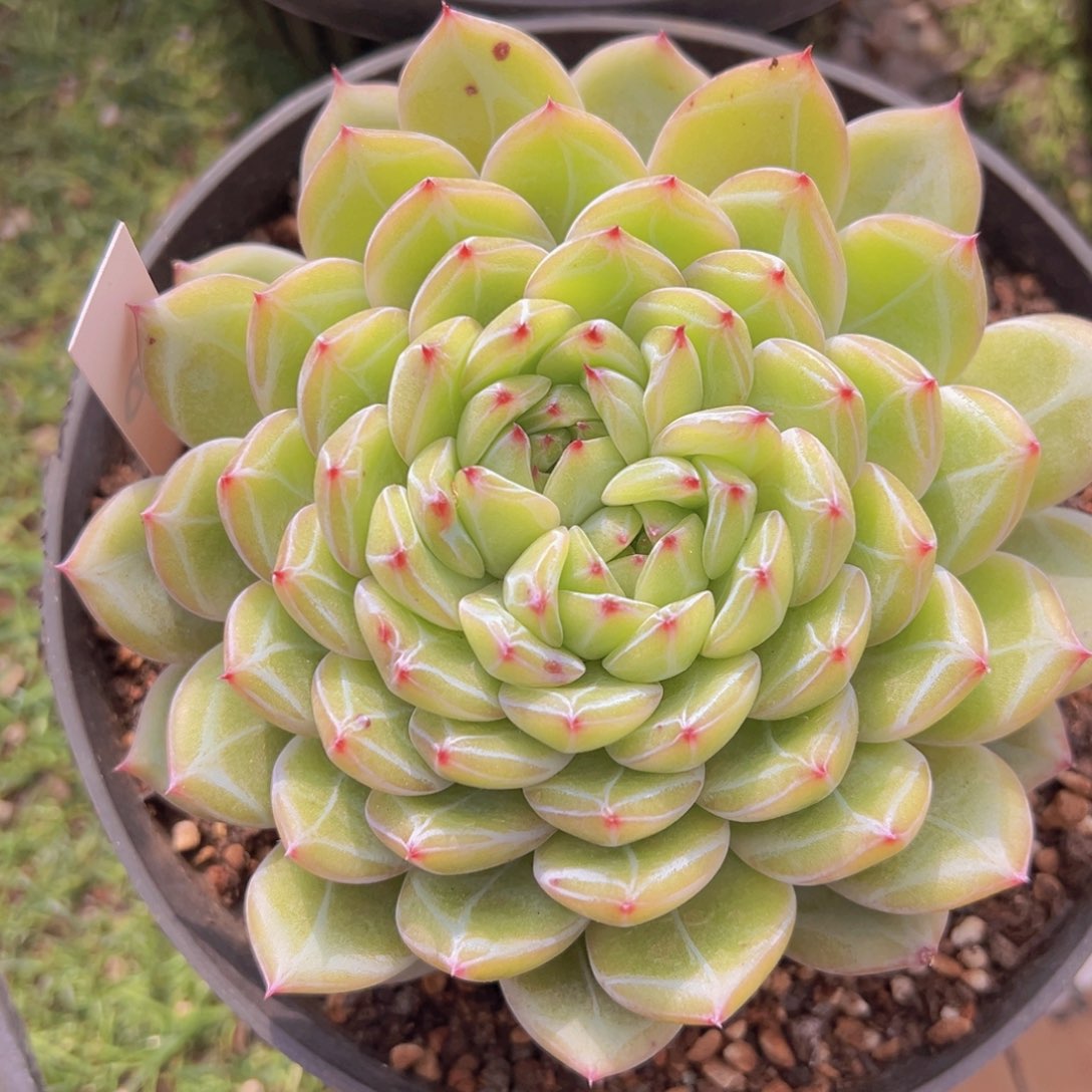 香玉的故事是一个人的故事