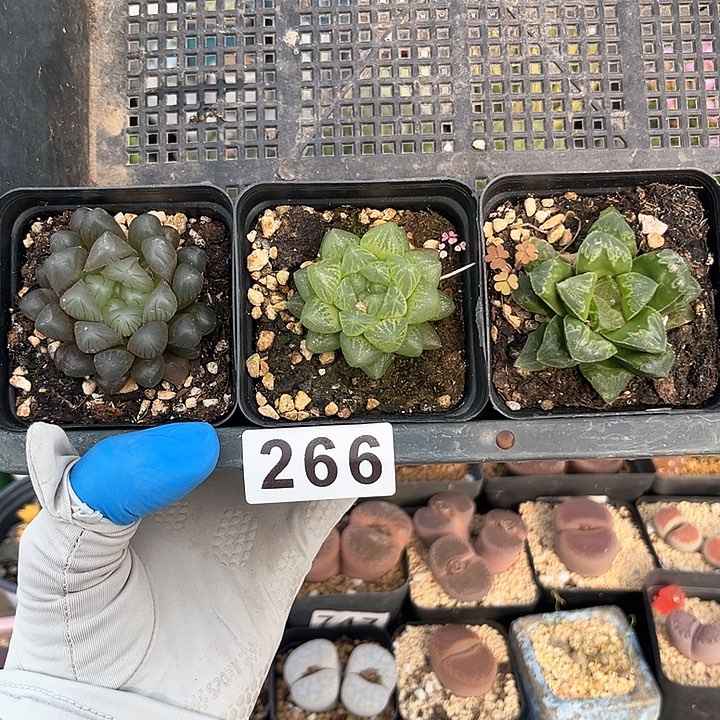 266 玉露三盆 带盆土