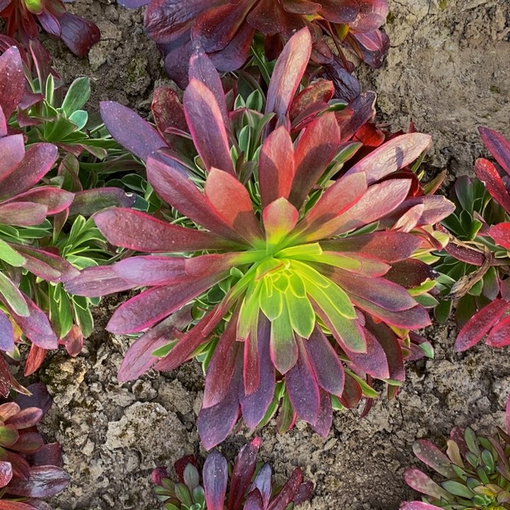 凤冠多肉法师111111