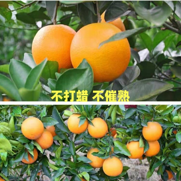 顺丰快递水果10斤装榨汁橙子江西信丰赣南脐橙小果果农批发价