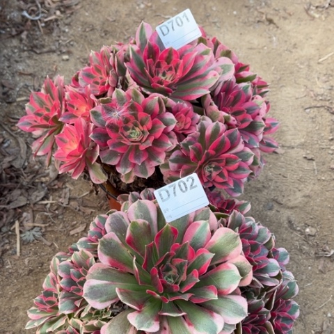 多肉植物女巫妖月