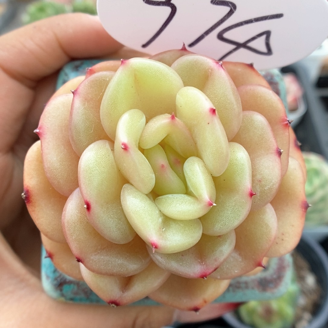 熊猫珍妮可拍974号