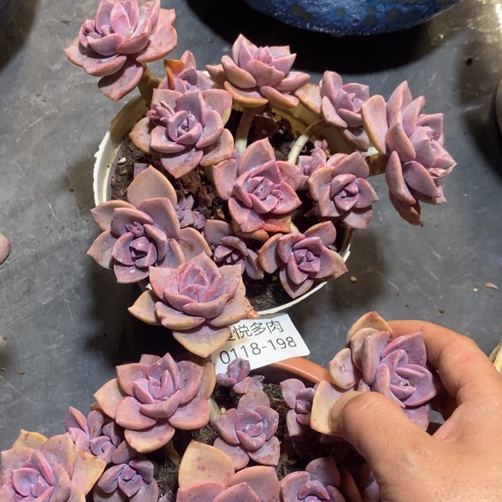 养****者夏悦多肉0118-198彩虹糖