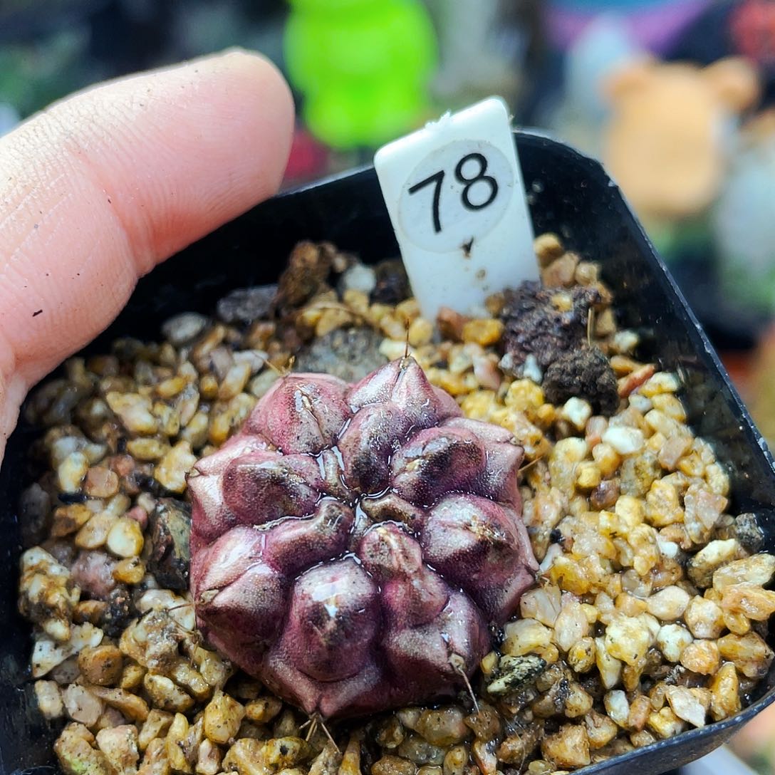 非偏远地区满25包邮仙人球