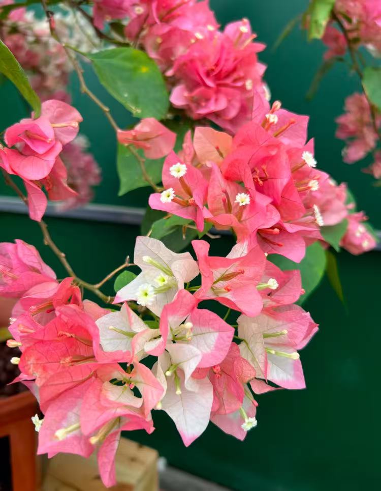 佳佳三角梅一物一拍（发货不免费做保温，需要保温单独拍）