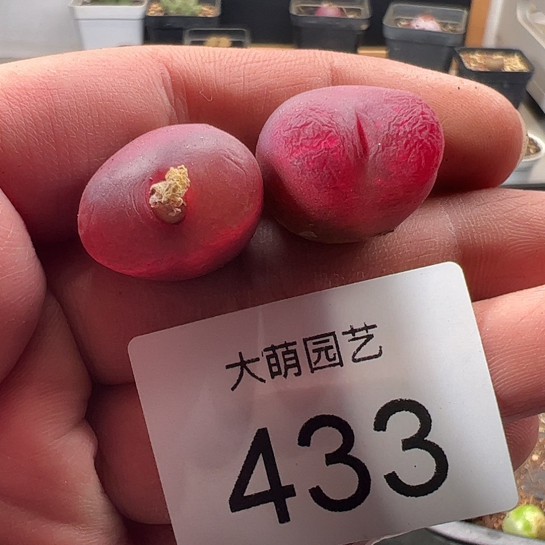 一物一拍。    433