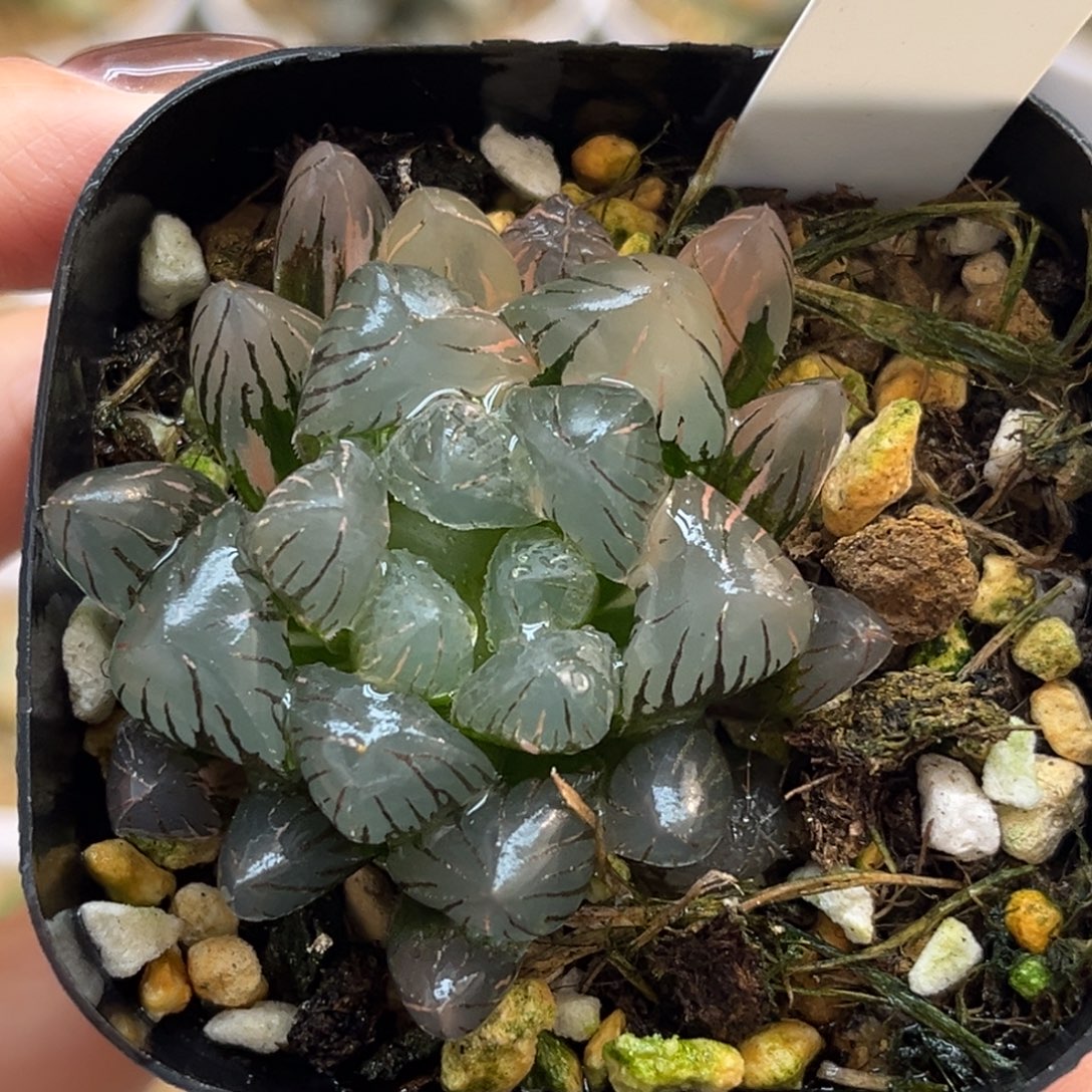 26冰灯玉露锦福利专场