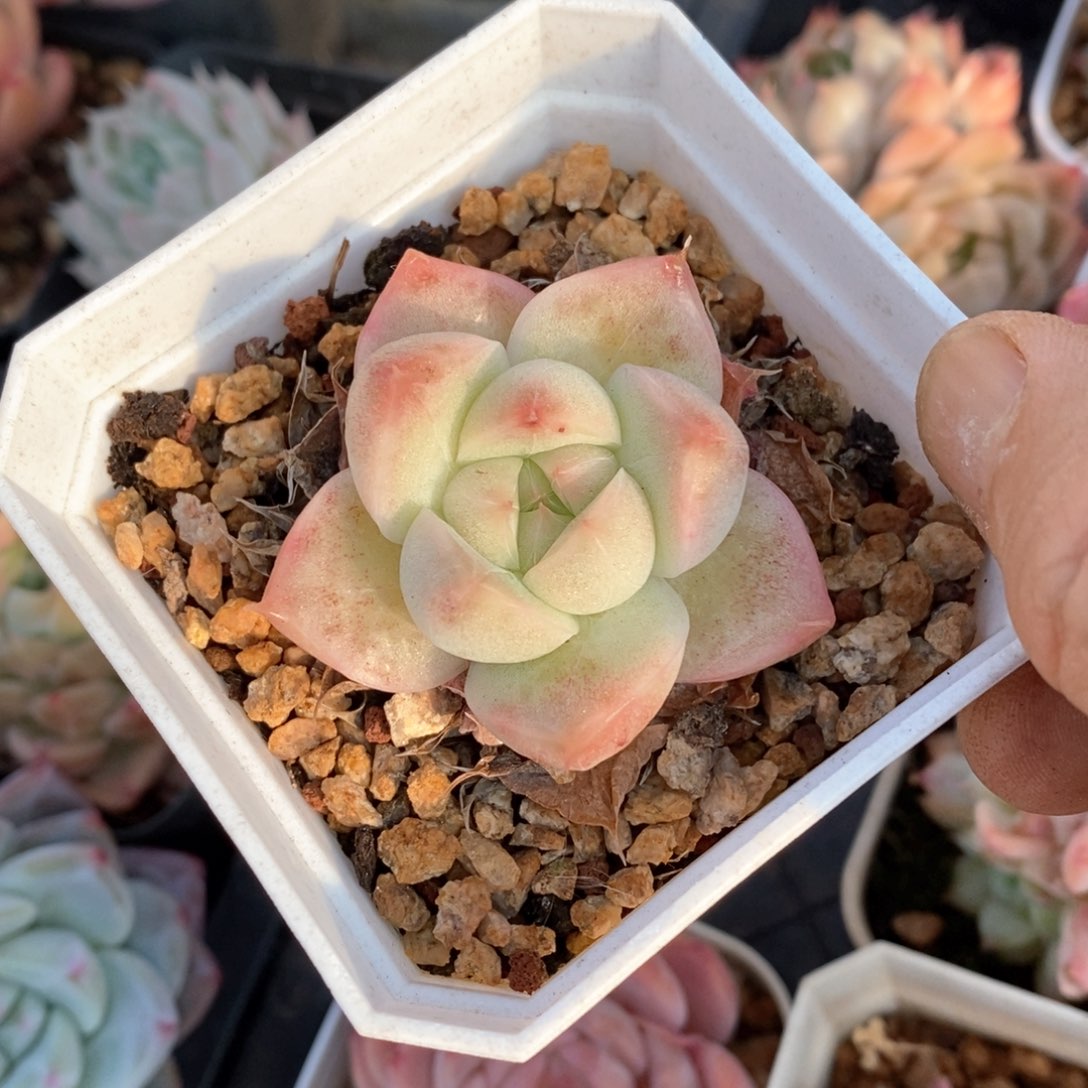 精品多肉一物一拍不包整101