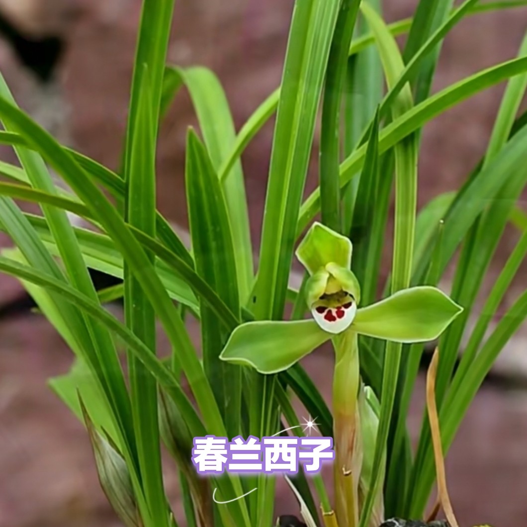 春兰西子花香好闻勤花勤芽若把西湖比西子浓妆淡抹总相宜花品端正