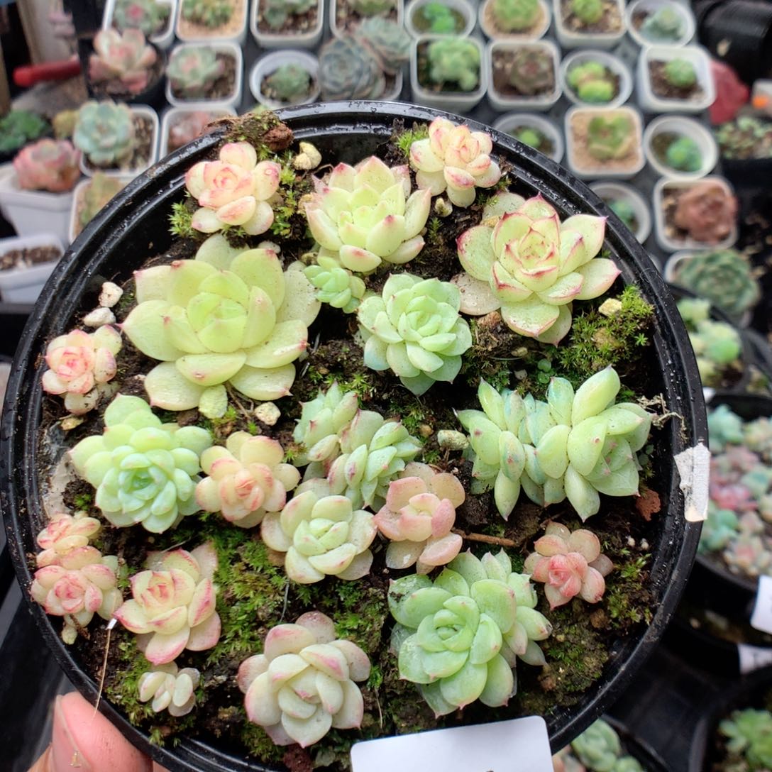 无花朵T94英语英语
