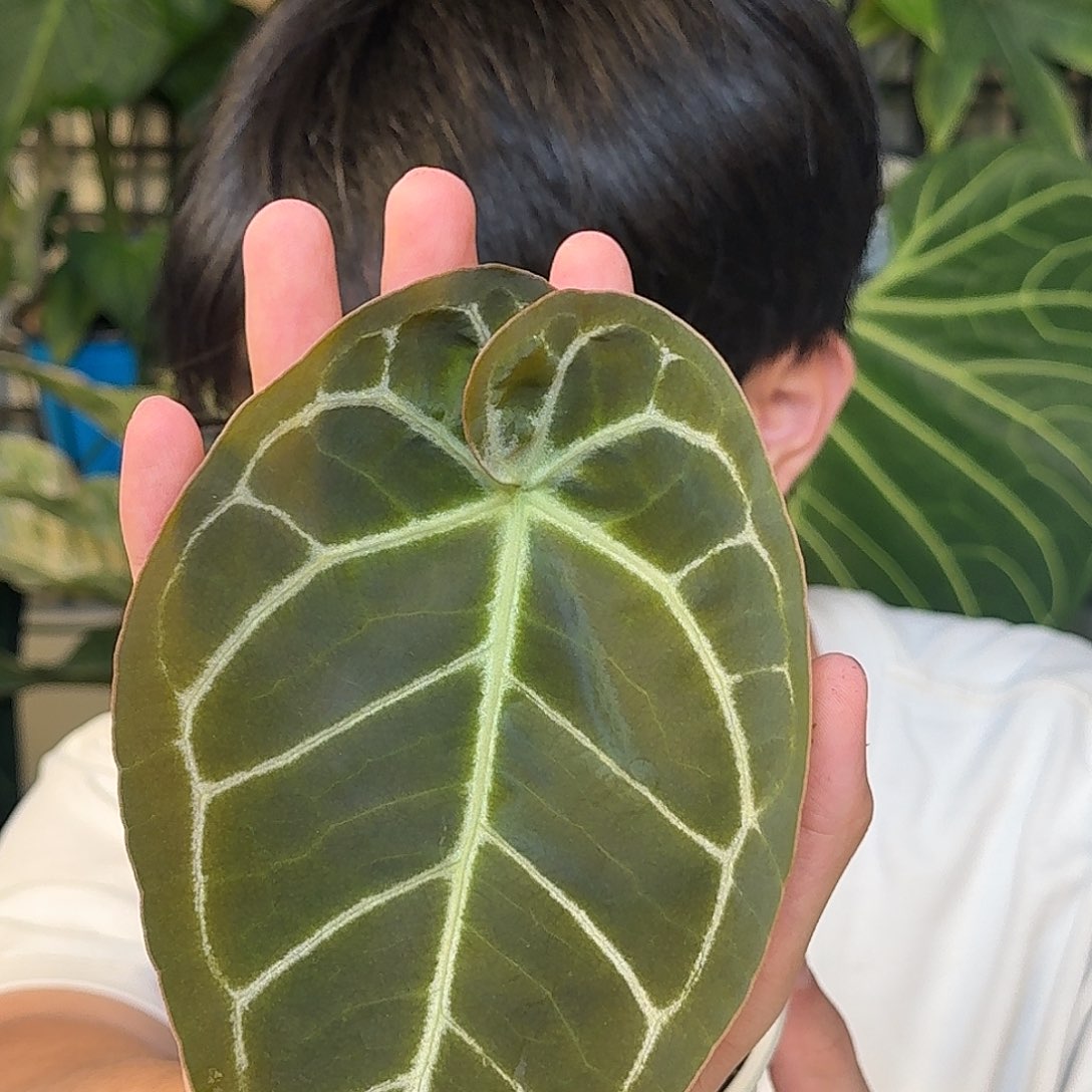 完全开放哥伦比亚水晶E57