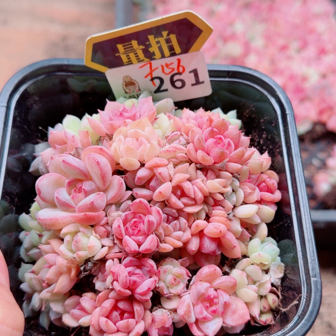 多肉植物多肉植物