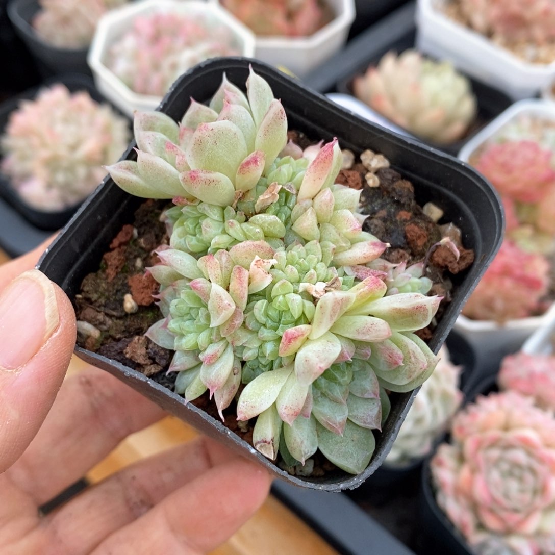 精品多肉一物一拍不包整170