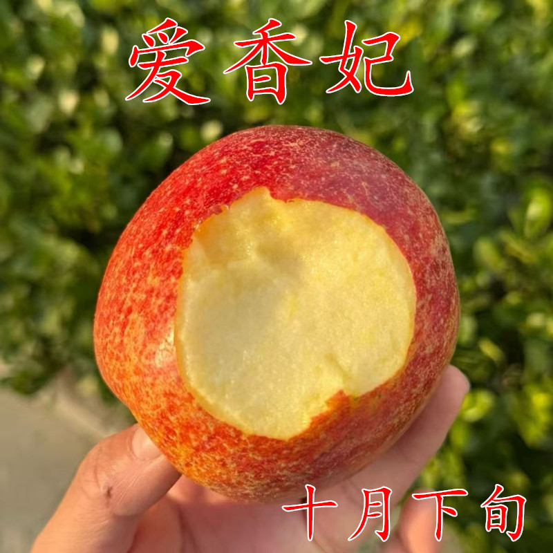 爱香妃苹果嫁接苗口感脆甜苹果苗盆栽地栽南北方种植当年结果
