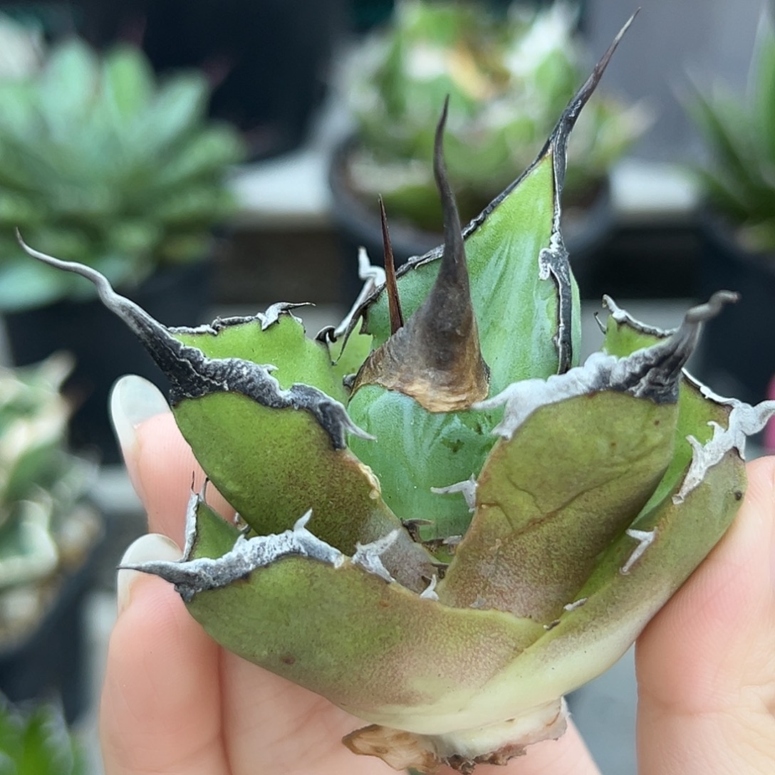 黑豹芽一物一拍偏远不包邮不退不换