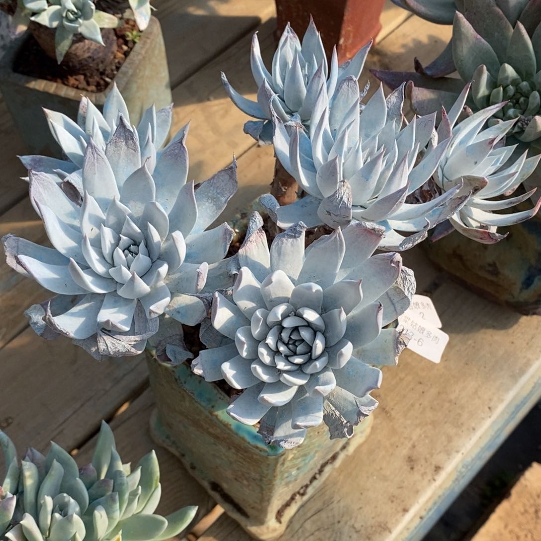 6号法瑞苹果叶瑕疵瑕疵多肉